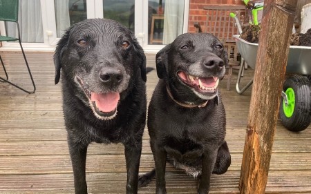 Wet Dogs.jpeg